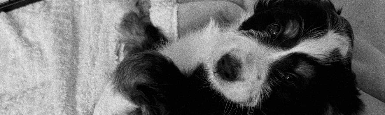 Pictured: we don't want to spoil any of Trevor's choices. So here instead is a photo of his sweet precious angel.